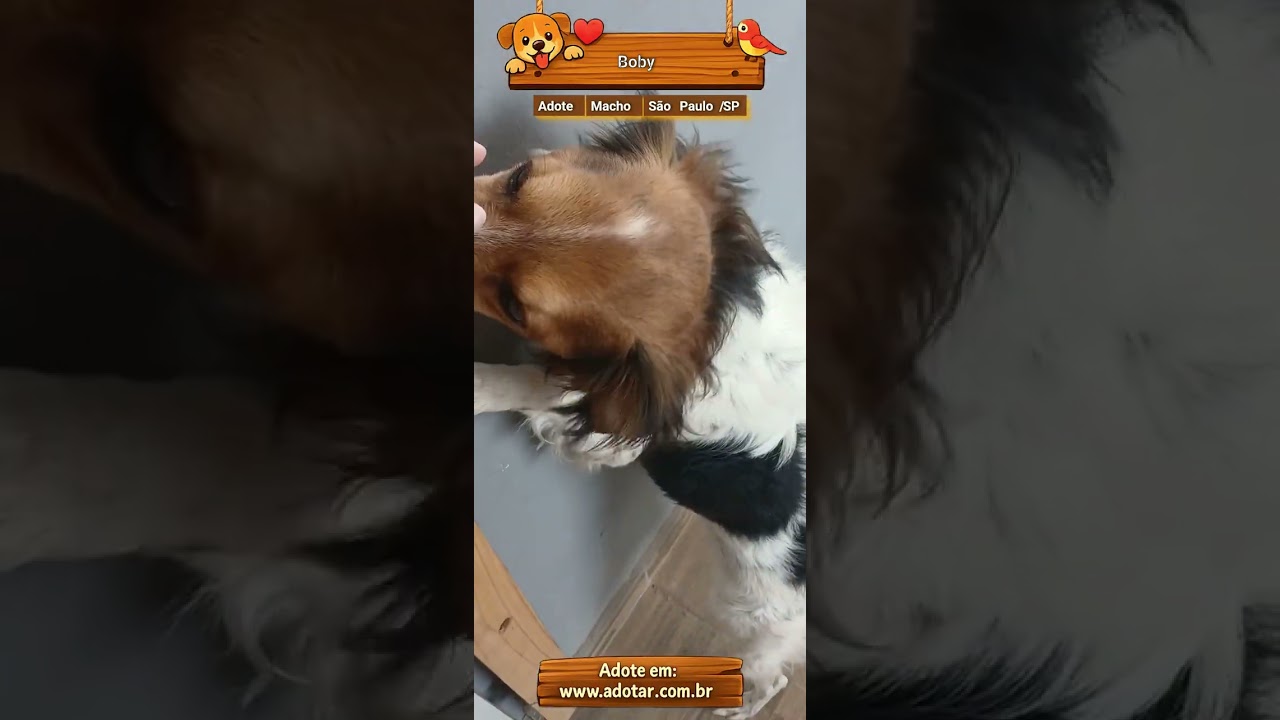 Cachorro raça SRD-ViraLata idade 6 ou mais anos nome Boby