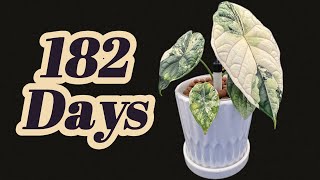 DIARY of Growing RARE ALOCASIA from Day 1 to Day 182