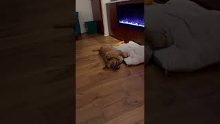 Video preview image #1 Black Mouth Cur Puppy For Sale in Mobile, AL, USA