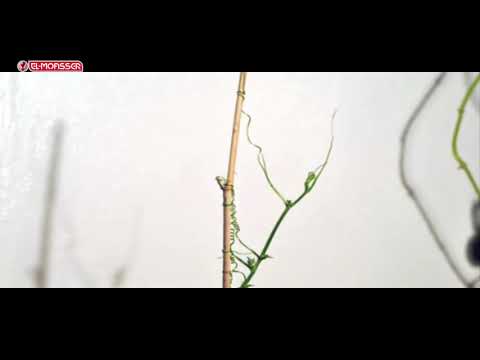 Biology _ 3Sec_ pulling movement in the tendrils of climbing plants