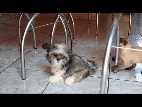 CACHORRO E GATO BRINCANDO |  DA SERIE : AS AVENTURAS DE NICO E JULY PARTE 02