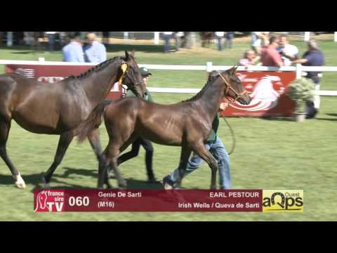 Show AQPS Le Lion 2016 : Lot 60 - Genie De Sarti