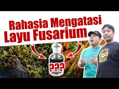 , title : 'Jarang Diketahui.!!! Rahasia Mengatasi Jamur Fusarium Oxysporum Penyebab Layu | Hidrogen peroksida'