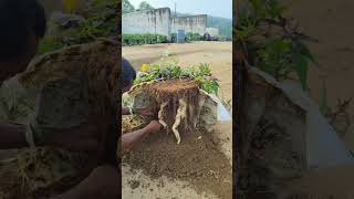 cultivando batatas no saco