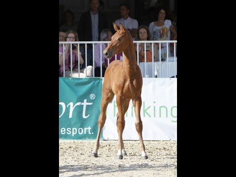 C-Treloubet (Captain Blaubär) sired by C-Trenton Z