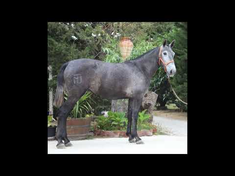 NEKEA JM 3 AÑOS ALAIZ II X POETA DE SUSAETA