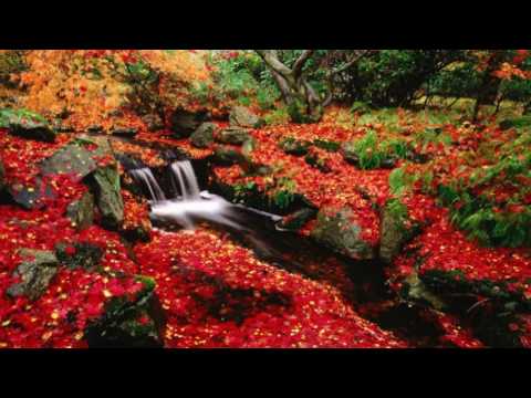 Cỏ hồng Sheet - Thái Thanh