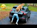 Funniest Animal Videos 2026 When Animals Are At Their Funniest