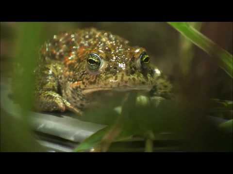 download lagu mp3 mp4 Natterjack Toad, download lagu Natterjack Toad gratis, unduh video klip Natterjack Toad