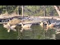 Buff Ducks