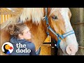 Abandoned Work Horse Has The Happiest Reaction To Getting His Hooves Trimmed The Dodo Heroes