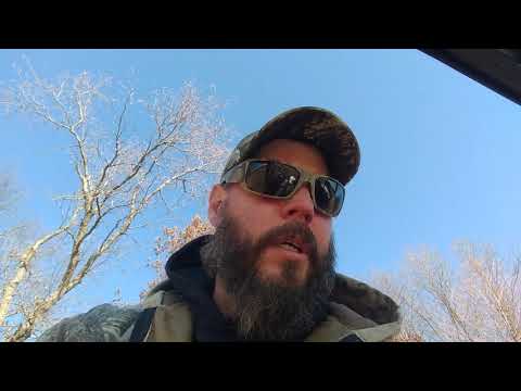 Illinois coyote trapping! Coyote Trapping