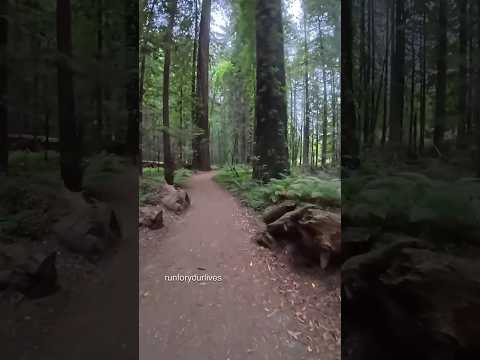 Runnin’ through the Redwoods