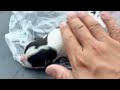 Exhausted 1 week old puppy lying on the side of the road, he was rescued and a miracle happened
