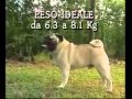 Собаки от А до Я Французский Бульдог Фильм от ASHPIDYTU в 1996 