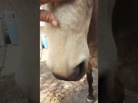 Hanging with horses. Quinn