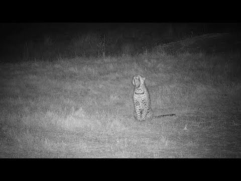 Djuma: Duiker coming to pan brings Hosana male Leopard out of his nap - 01:04 - 06/25/19