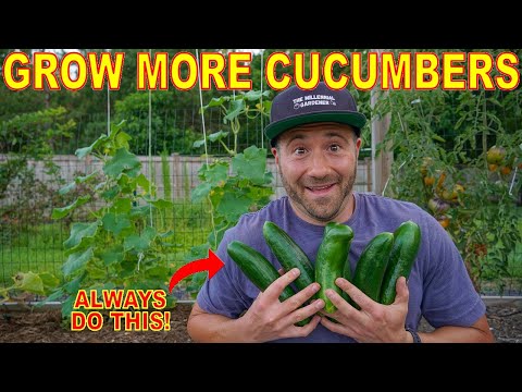 , title : 'The #1 Secret To Productive Cucumber Plants: ALWAYS Do This To Grow More Cucumbers!'