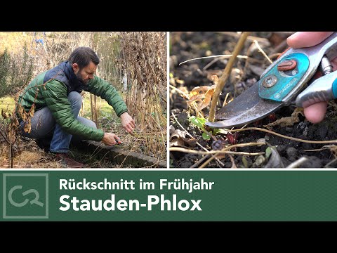 Perennial Phlox – Cutting in Spring 🌸🌿✂️