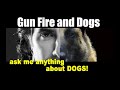 Gun Shy Dog - ask me anything - Dog Training Video