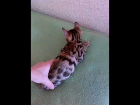 Бенгальские котята.СВОБОДНЫ! ПРЕДЛАГАЮТСЯ В РЕЗЕРВ! Питомник ASHIMA CATS