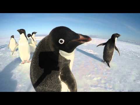 The Curiosity of a Penguin