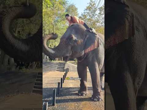Chú voi thông minh đáng yêu giúp cô gái 😆 #shortsviral #shortvideo ￼