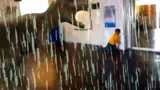 Dinosaur in the rain