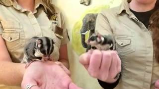 preview picture of video 'Fun Fact Friday - Sugarglider'