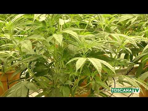 2018-05-11 LIVORNO - DROGA,IN CASA SERRA E LABORATORIO PER MARIJUANA