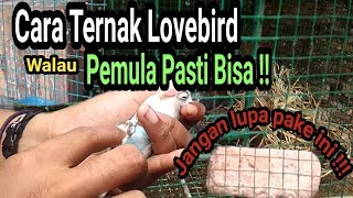 Download lagu Ternak lovebird, ini Cara yang Paling Mudah bagi Pemula mp3