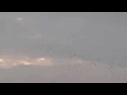 Start gołębi z lotu KOSTOMŁOTY-III  dn.21.06.2015 oddziału  PZHGP 0402 Sandomierz