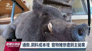 [問卦] 現在法國、義大利女性流行養寵物豬？