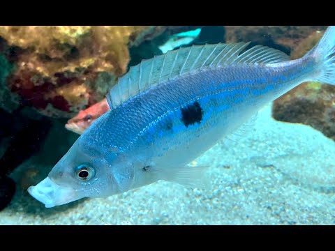 Spicara maena