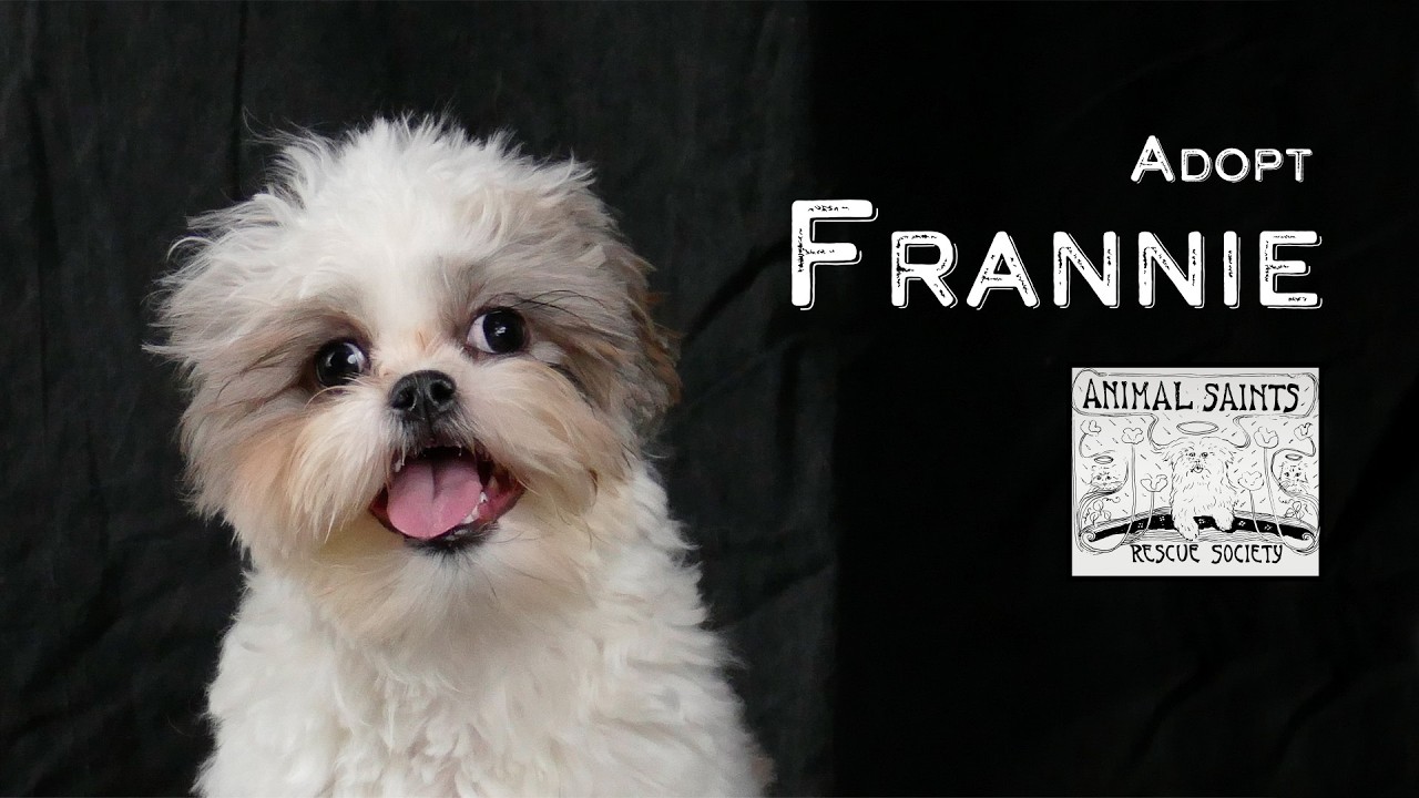 Enlarge Frannie, a ADOPTABLE mixed breed in Fort Montgomery, NY video 6/6