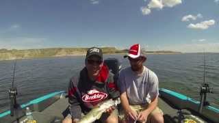 New Town North Dakota Spring Walleyes