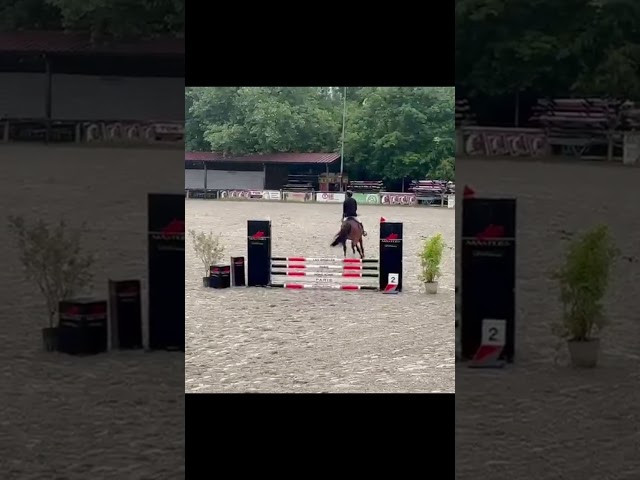 Jument 5 ans - Pegase van't ruytershof x Quick star 