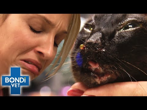 Stomach Churning Animal Cases - Try Not to Look Away Challenge | Bondi Vet Compilation