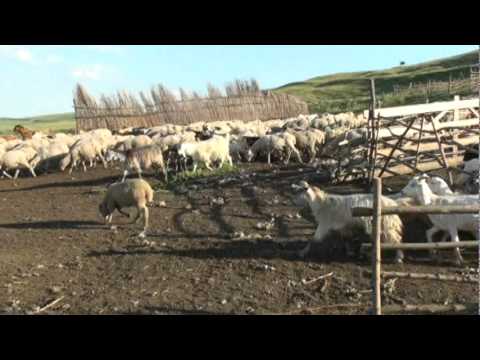 VADENI ..COM CAVADINESTI ..JUD GALATI...LA STANA