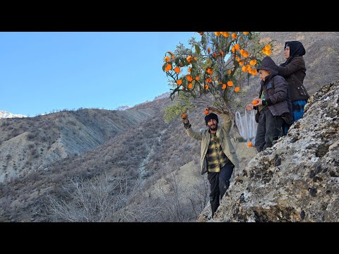 "Hunting for wild fruits in the dangerous mountains of the Zagros nomads"