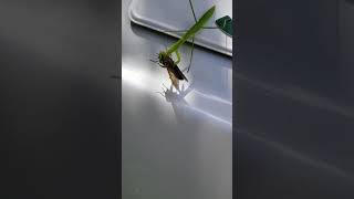 カマキリの食事