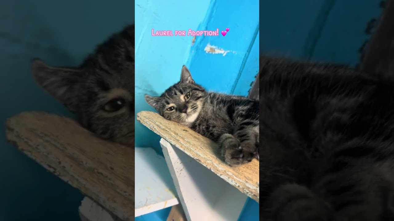 Laurel, an adoptable Domestic Short Hair in Long Beach, NY video 5/6