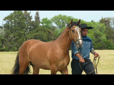 Lote 28 - Basco Il Encanto