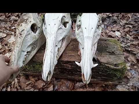 Shooting : P08 Luger  with 9mm FMJ vs 3x Wild boar / hog Skull