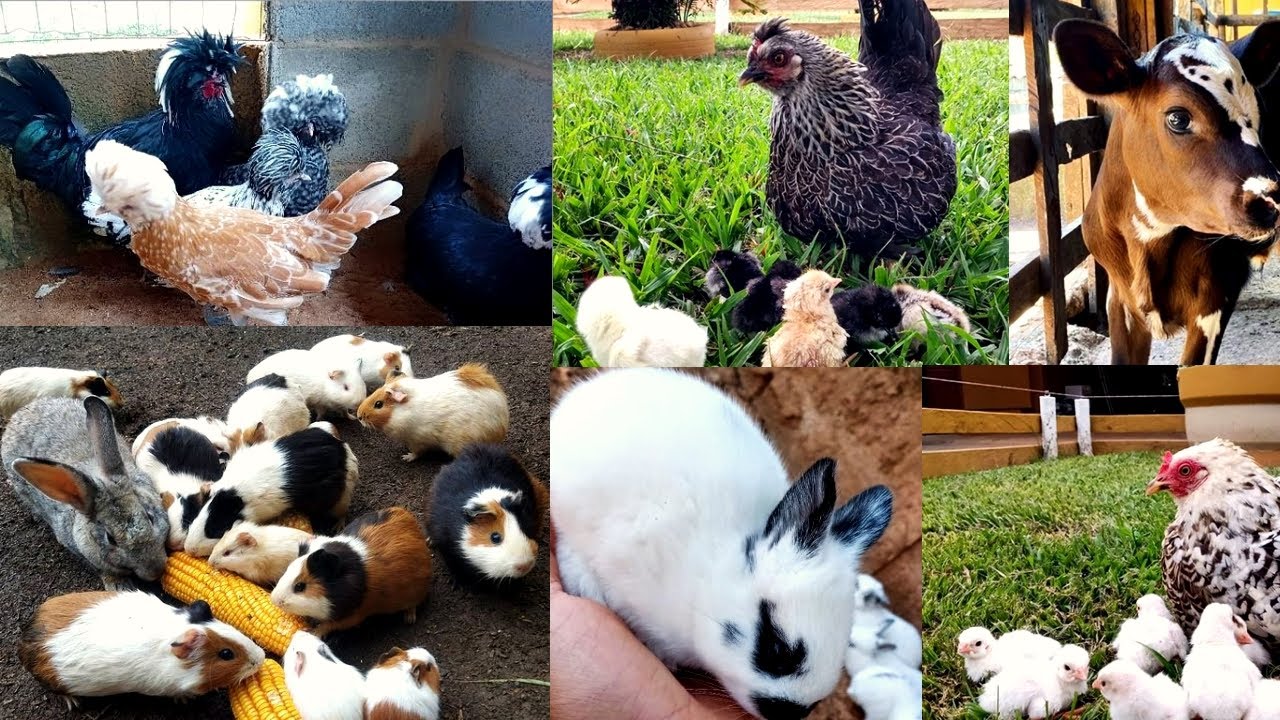 VISITANDO A CRIAÇÃO #32: FAZENDA BOA VISTA | Galinhas, Marrecos, Vacas , Porquinho da Índia