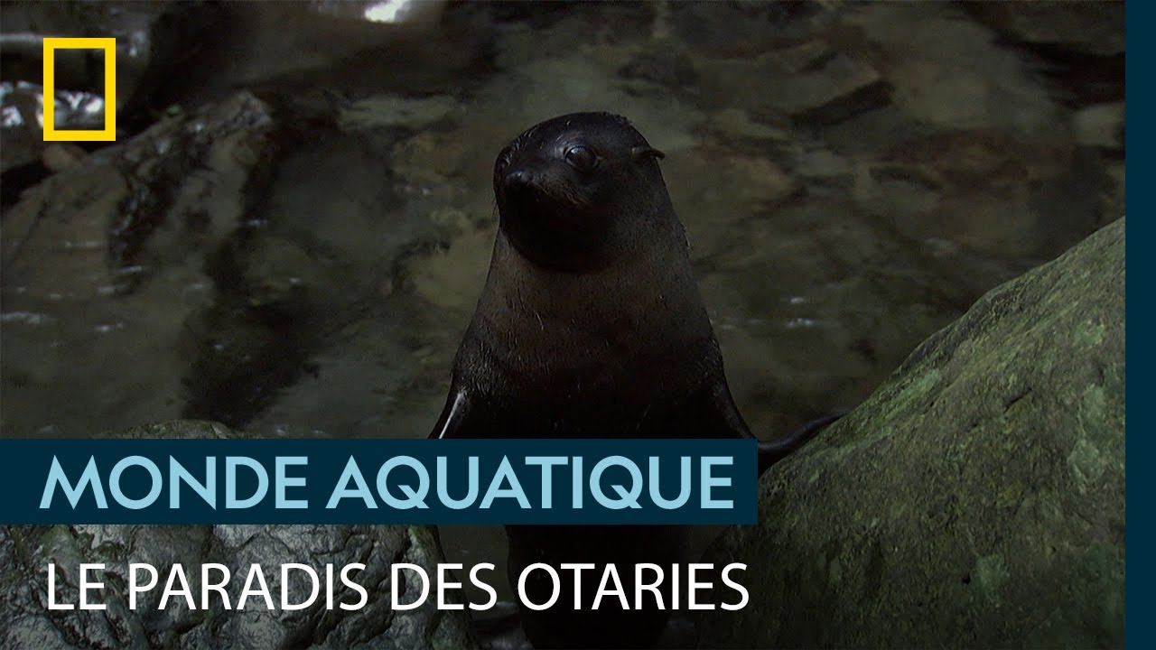Documentaire | Une otarie part seule en exp?�dition et fait une merveilleuse d?�couverte
