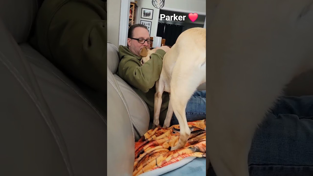 Enlarge Parker, a ADOPTABLE mixed breed in Southgate, MI video 6/6