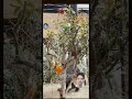 IPl Ke Kahani Sab LOol Hai