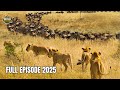 SURVIVAL IN LIUWA The Wildebeest Migration That Keeps An Entire African Ecosystem Alive