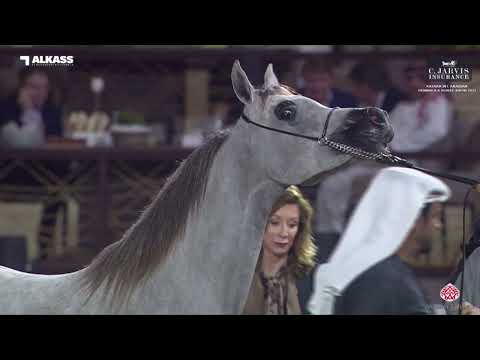 N 40 MAYAR JATHAB   Katara Int  Arabian Peninsula Horse Show 2023   Fillies 2 Years Old Section A Cl